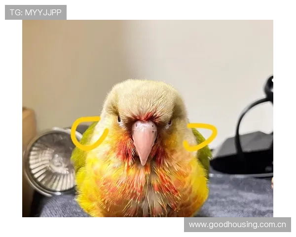 情侣打羽毛球惊遇小鸟截胡叼球飞走上演爆笑追球奇遇记 情侣打羽毛球惊遇小鸟截胡叼球飞走上演爆笑追球奇遇记