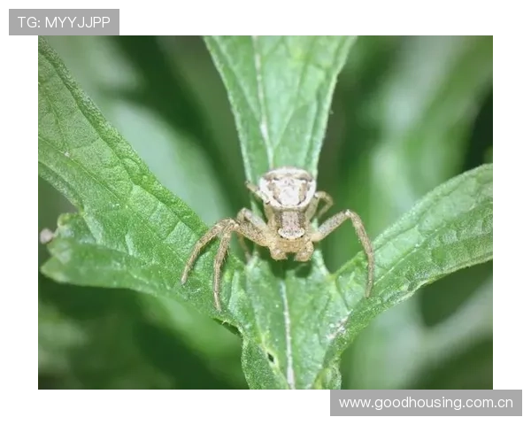 揭秘蜘蛛神奇行为原来它们会将蛛网收拢集中于中心位置 揭秘蜘蛛神奇行为原来它们会将蛛网收拢集中于中心位置